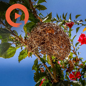 The Women's Nest by musicto | Listen on Spotify, Apple Music, Amazon Music & more