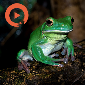 Froggin' Bullfish by musicto