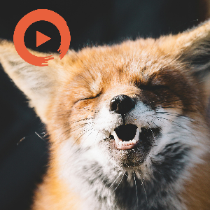 Songs To Make you Laugh