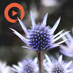 Memories of a Scottish Childhood