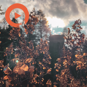 Chamber of Reflection by musicto