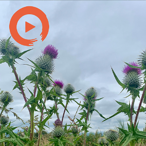 Memories of Scotland by musicto | Listen on Spotify, Apple Music, YouTube Music & more