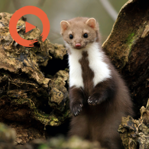 Pop Goes the Weasel by musicto