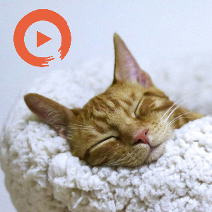 Sleep by musicto | Listen on Spotify, Apple Music, YouTube Music & more