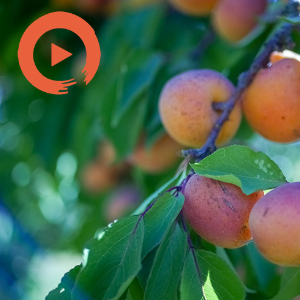 Peaches En Regalia - Where to Start with Frank Zap by musicto | Listen on Spotify, Apple Music, YouTube Music & more