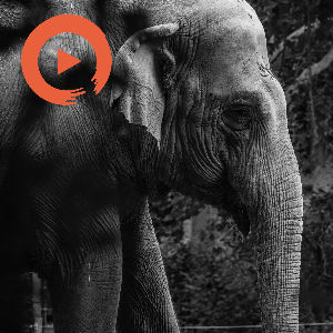 Elephants in the Realm of Golden Rivers