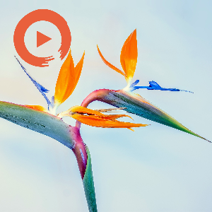 Paradise by musicto | Listen on Spotify, Apple Music, YouTube Music & more