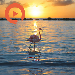 Voyage: Sunsets in the Lesser Antilles by musicto | Listen on Spotify, Apple Music, YouTube Music & more